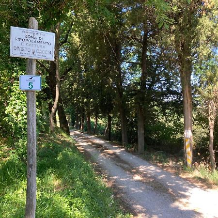 Le Giuncaie - Vigna Con Alloggio Montescudaio Eksteriør billede
