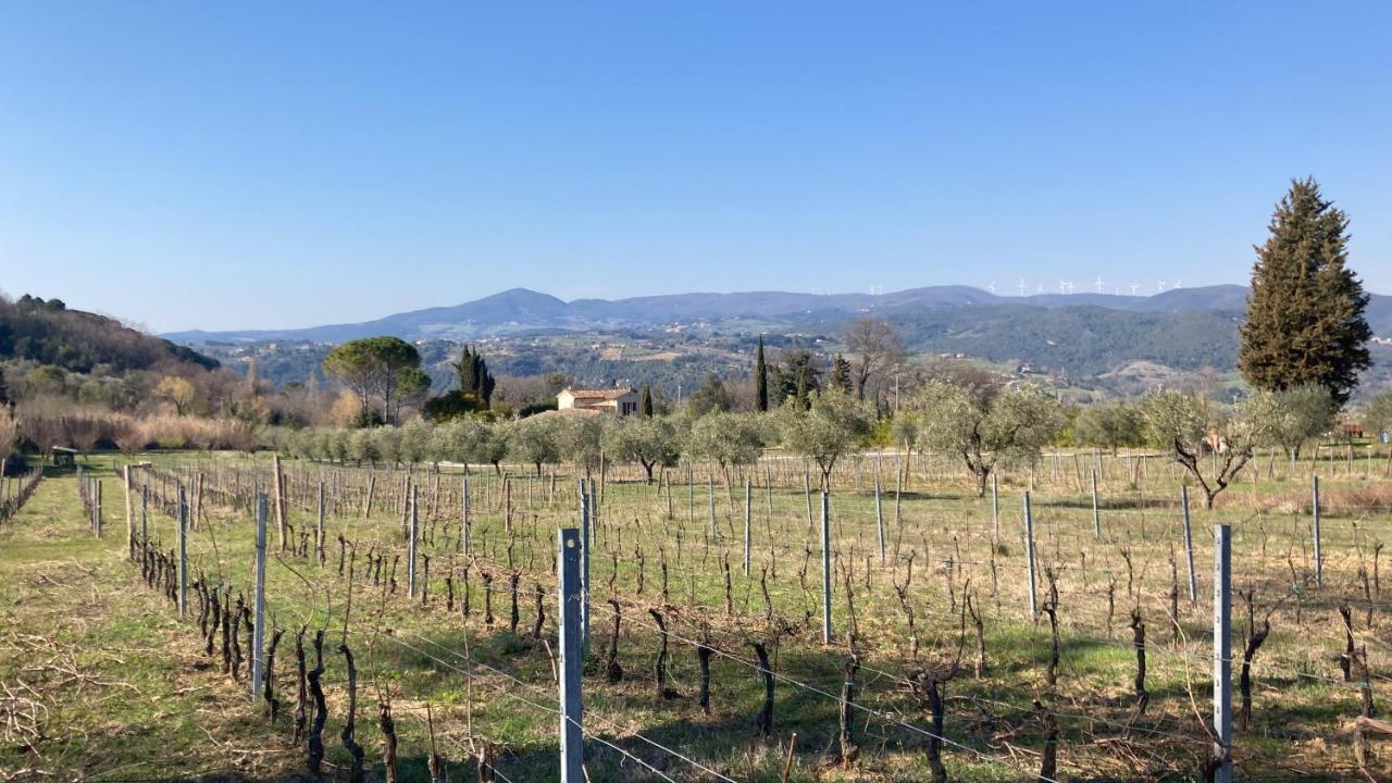 Le Giuncaie - Vigna Con Alloggio Montescudaio Eksteriør billede