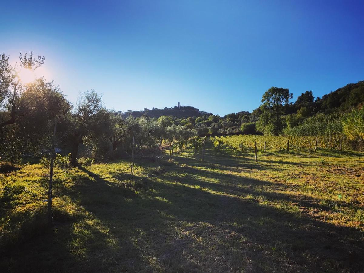 Le Giuncaie - Vigna Con Alloggio Montescudaio Eksteriør billede