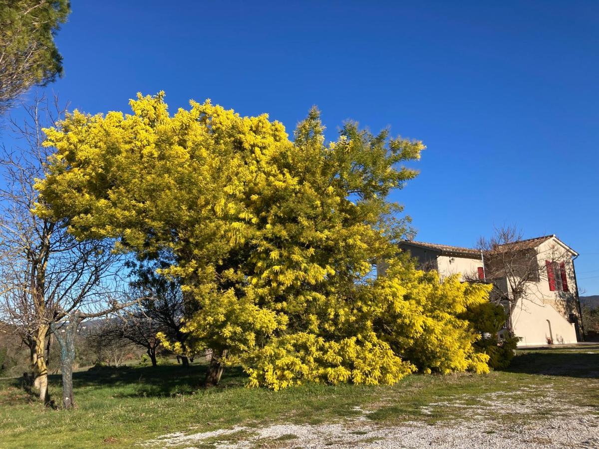 Le Giuncaie - Vigna Con Alloggio Montescudaio Eksteriør billede