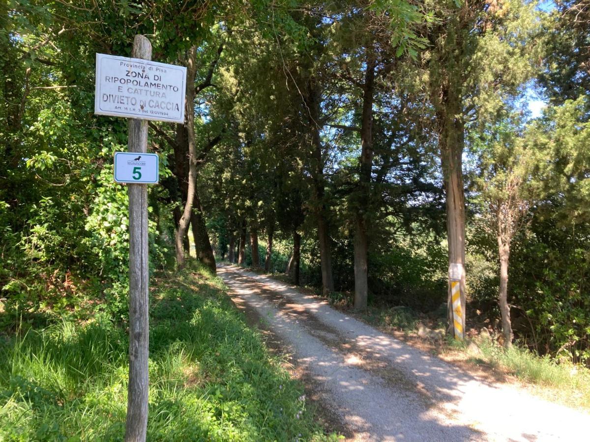 Le Giuncaie - Vigna Con Alloggio Montescudaio Eksteriør billede